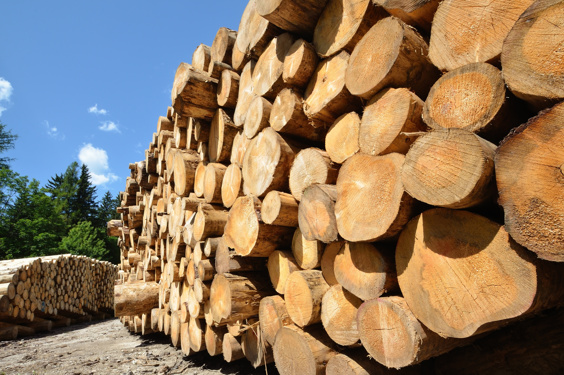 A pile of wooden logs stacked for drying