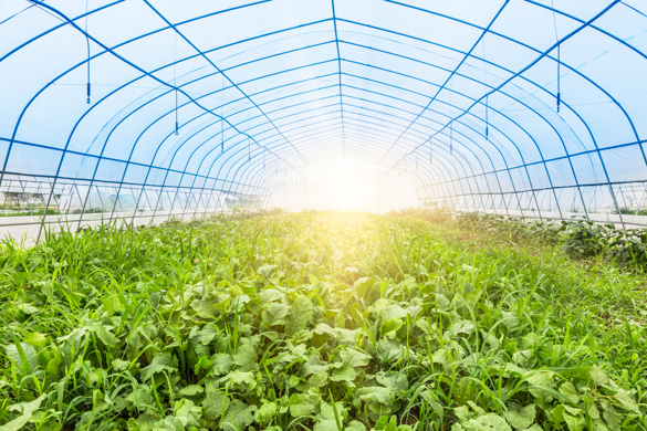 Sunlight streams through the roof of a greenhouse, illuminating the vibrant plants inside.