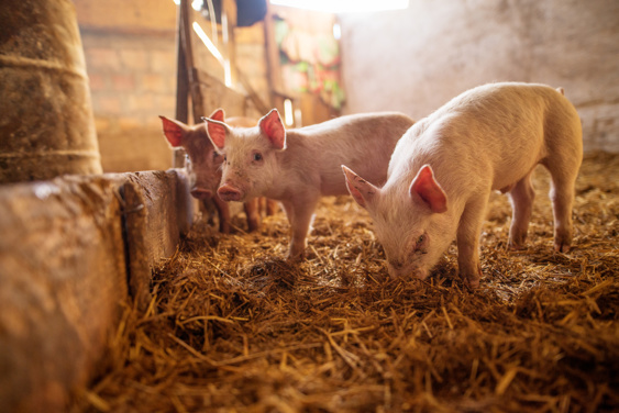 A group of piglets in a barn eating hay