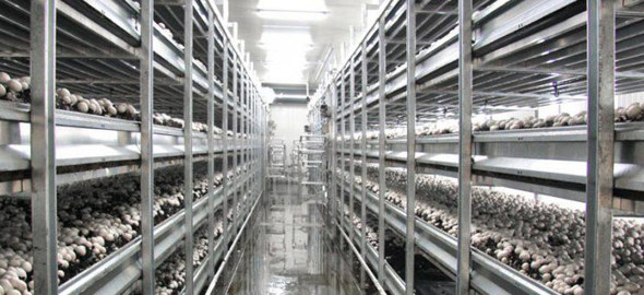 spacious greenhouse mushroom farm featuring numerous rows of mushrooms